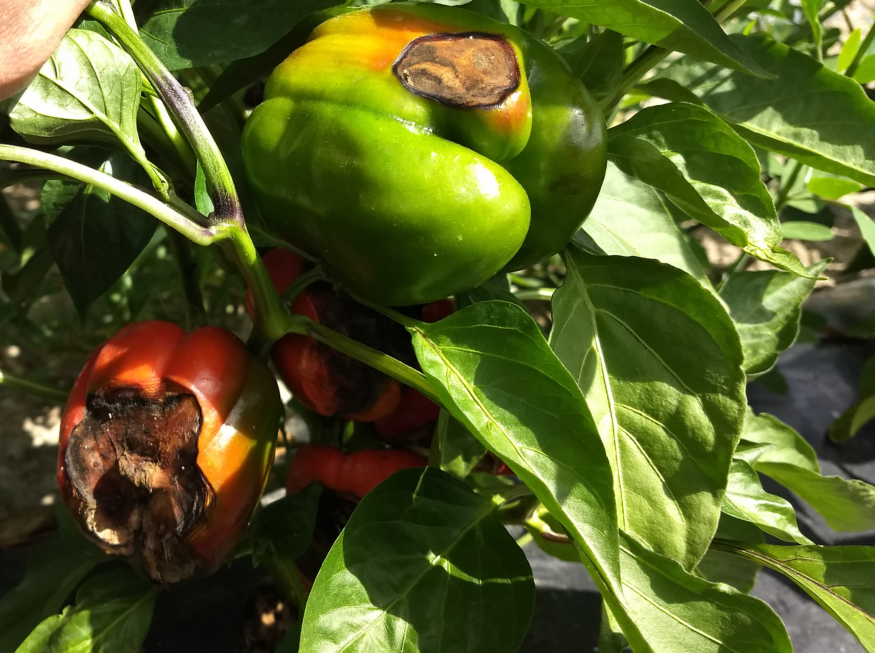Blossom end rot, sunscald, and Anthracnose in bell peppers are confusing to tell apart.
